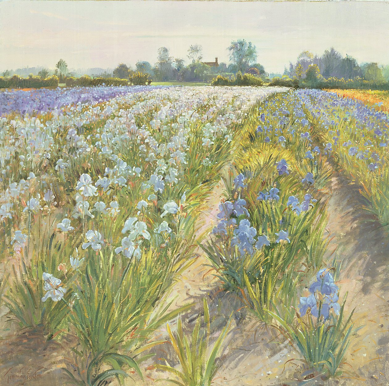 Kék és fehér íriszek, Wortham alkotó: Timothy Easton