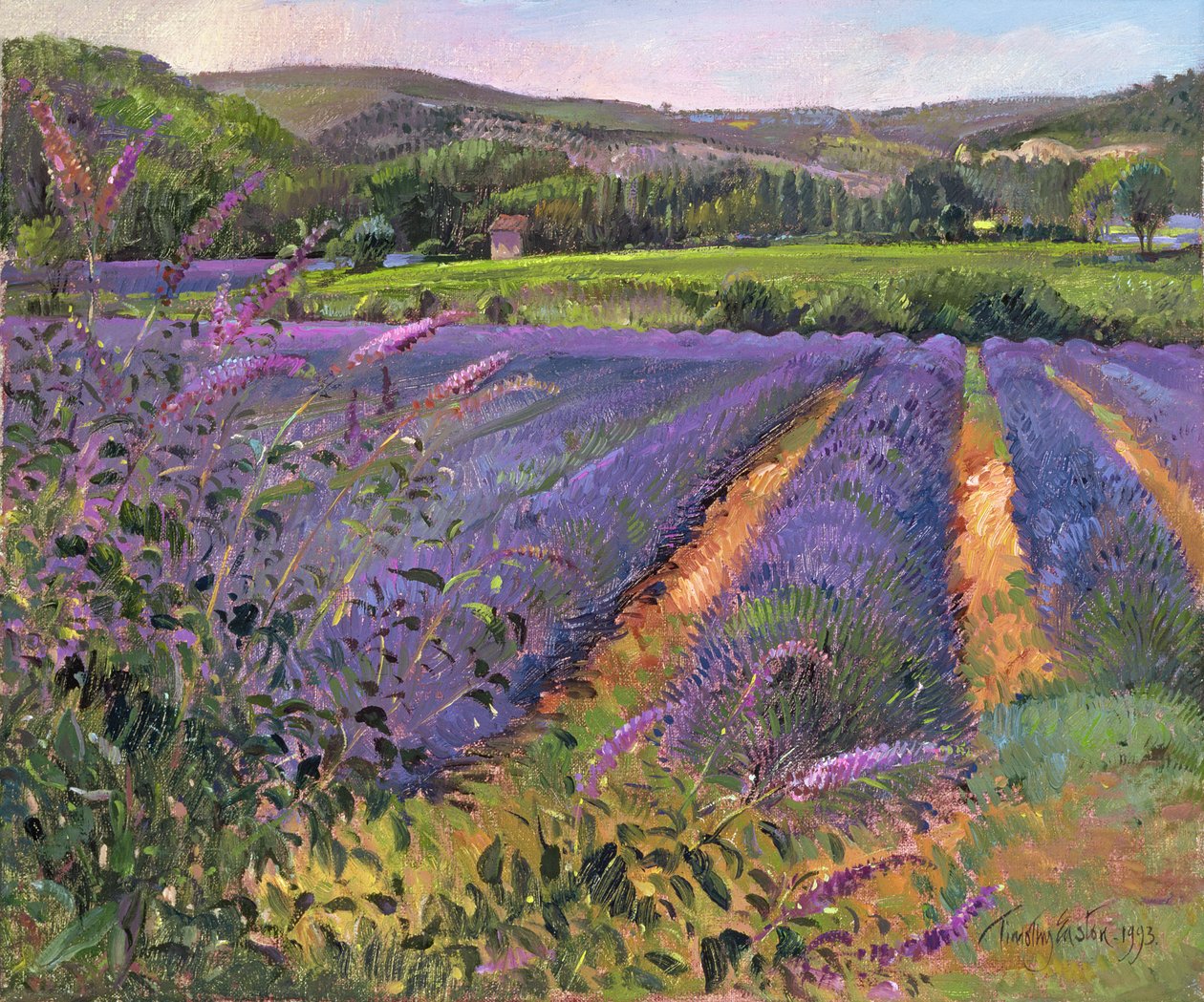 Buddleia és Levendula mező, Montclus, 1993 alkotó: Timothy Easton
