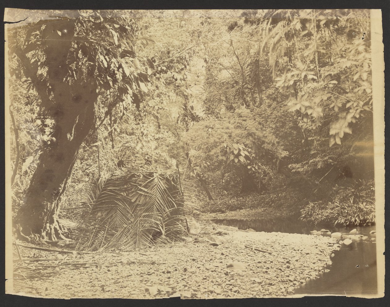 [Dzsungel jelenet: Darién-folyosó (Panama)] alkotó: Timothy H. OSullivan