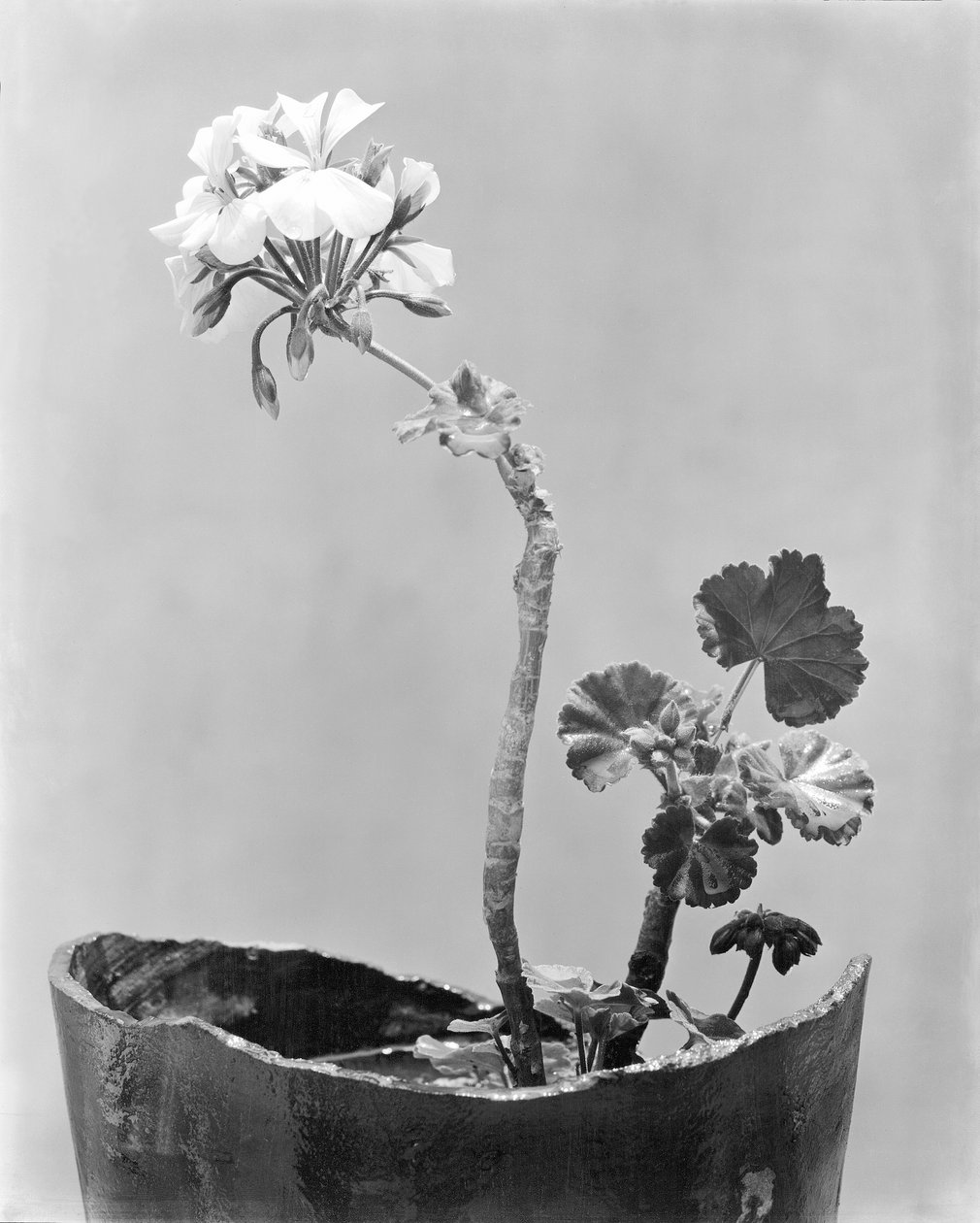Geranium, Mexikóváros, 1924 körül alkotó: Tina Modotti