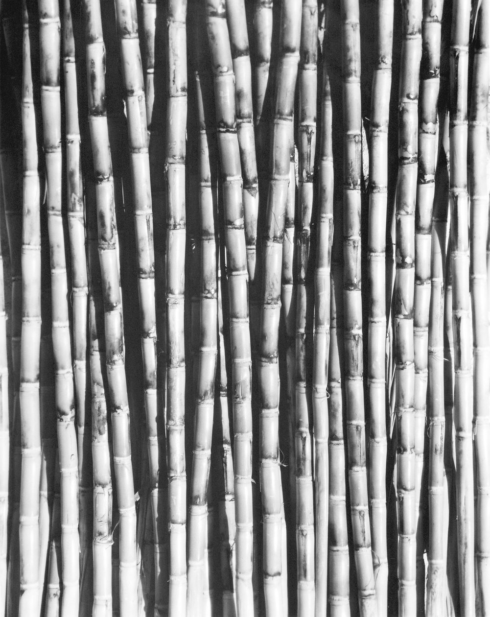 Cukornád, Mexikó, 1929 alkotó: Tina Modotti