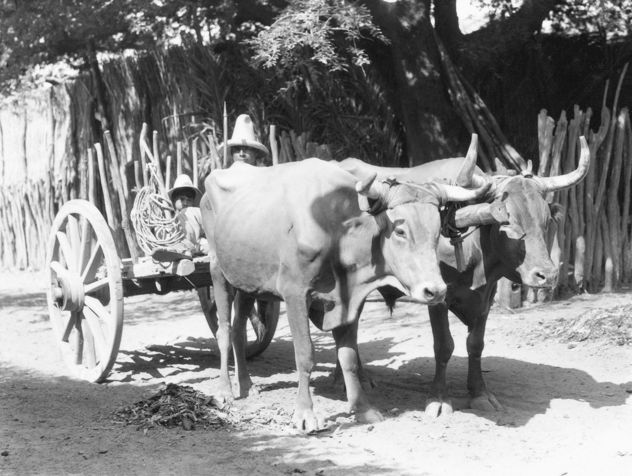 Ökörcsapat, Mexikó, 1927 körül alkotó: Tina Modotti