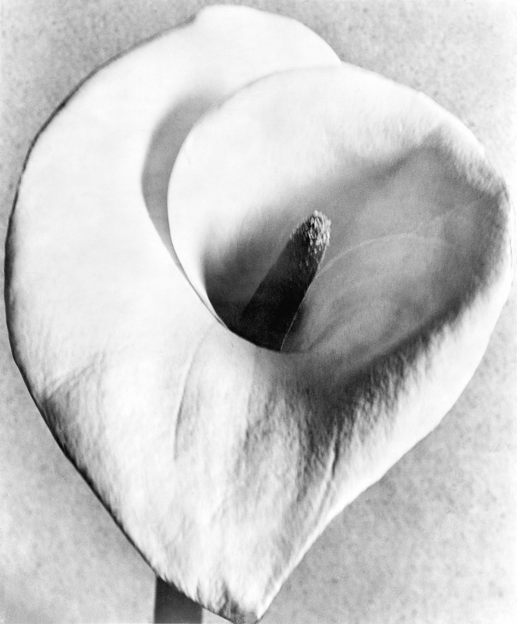 Calla Lily, Mexikóváros, 1925 alkotó: Tina Modotti