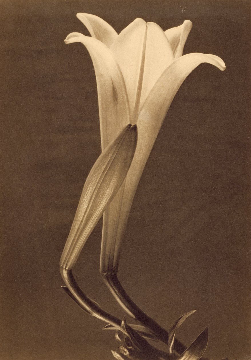 Liliom platinanyomat, Tina Modotti alkotó: Tina Modotti