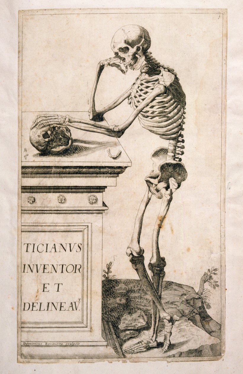 Anatómiai tanulmány, Domenico Maria Bonavera (sz. 1640) (rézkarc és szárazhús) alkotó: Tiziano Vecelli