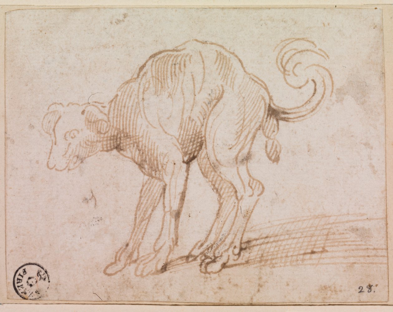 Részlet egy kutyáról, amint átkel a Vörös-tengeren (toll és tus, papír) alkotó: Titian (c.1488 1576)