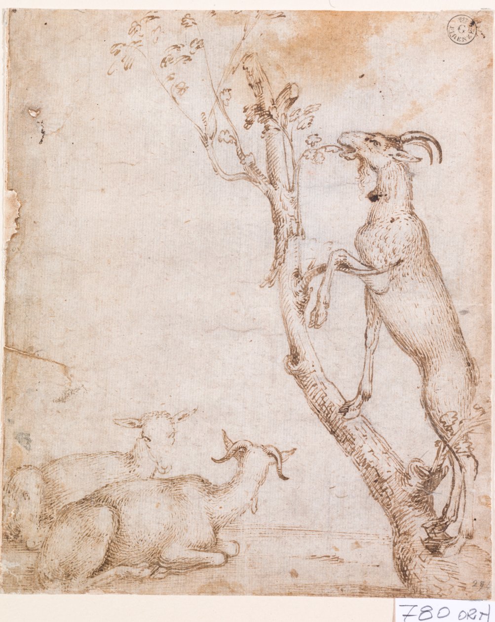 Kecske a legelőn (toll és tinta papíron) alkotó: Titian (c.1488 1576)