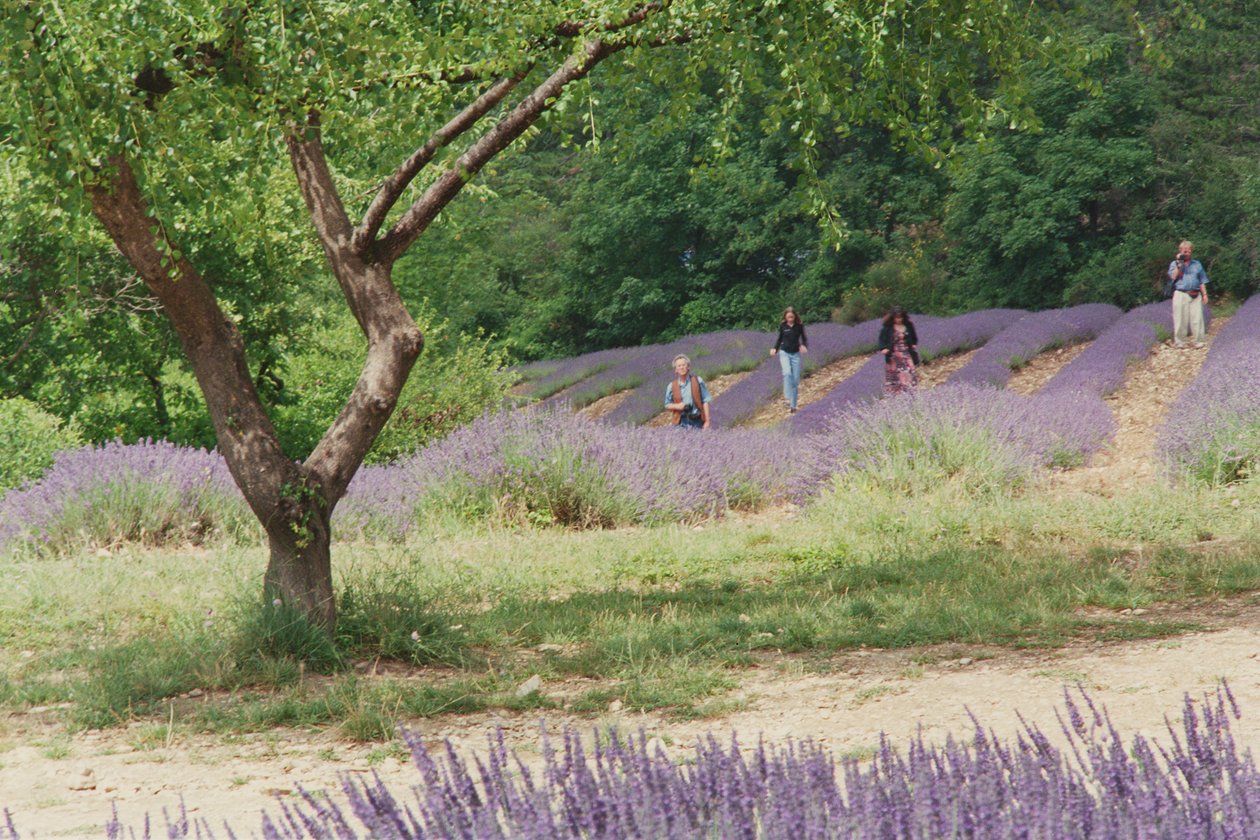 Fa a Levendula mezőben, Abbaye Senanque területén, Provence, Franciaország, 1999 alkotó: Trevor Neal