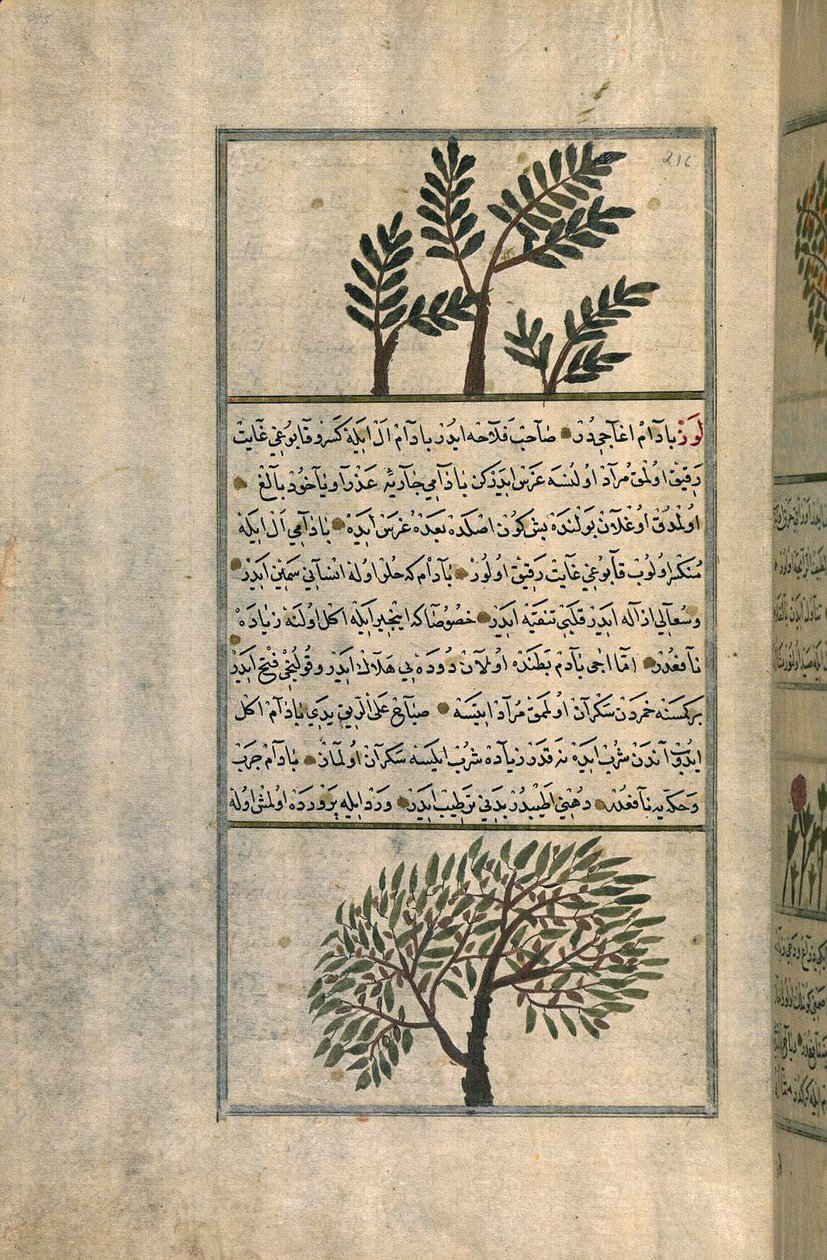 Tömjénfa egy mandulafa felett, Zakariya ibn Muhammad al-Qazwini értekezése nyomán (tinta és pigmentek európai fektetett papíron) alkotó: Turkish School