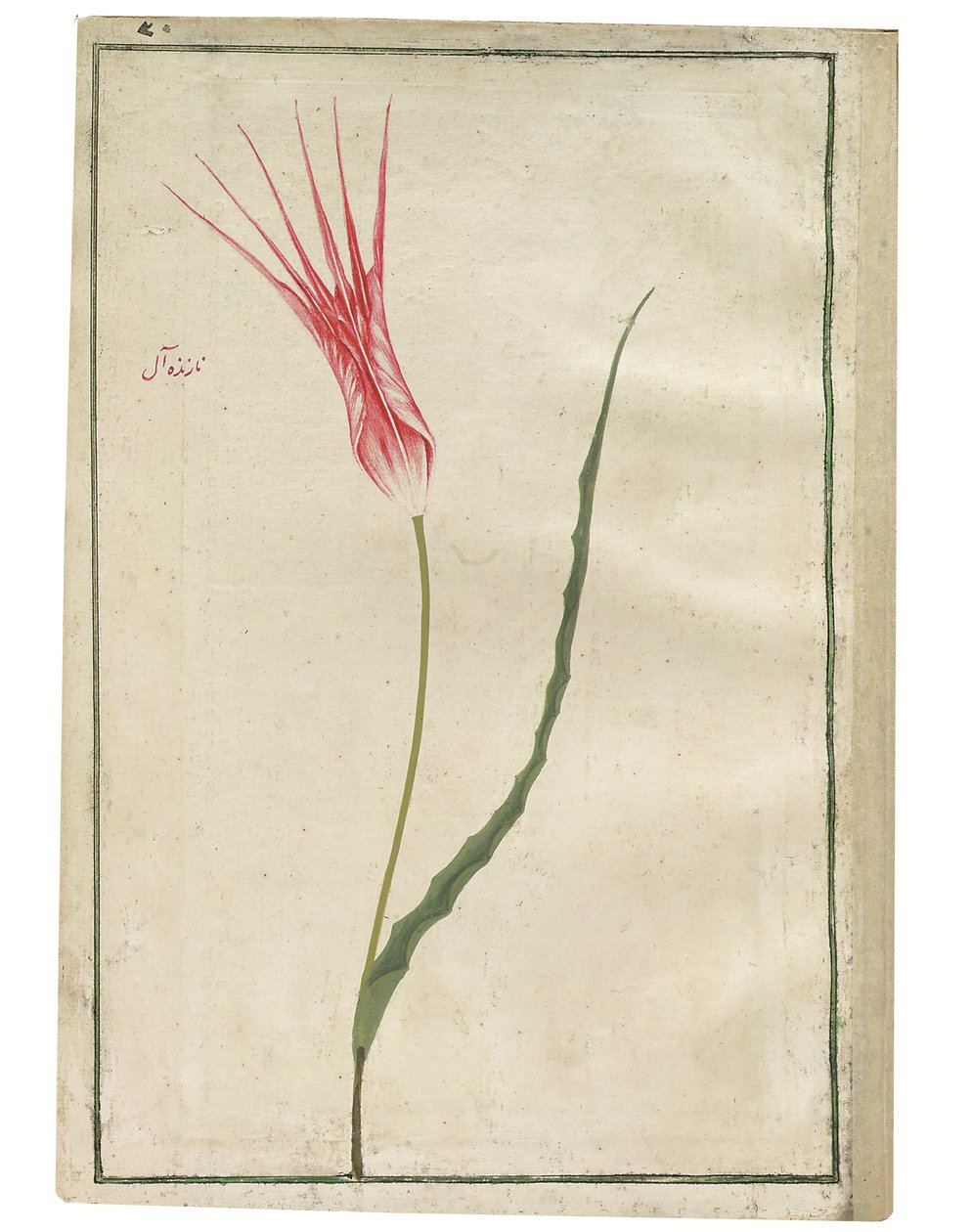 „Nazende-Âl” (Megvető bíbor), vörös és krémszínű tulipán, 1725 körül (akvarell és testfesték rajz) alkotó: Turkish School