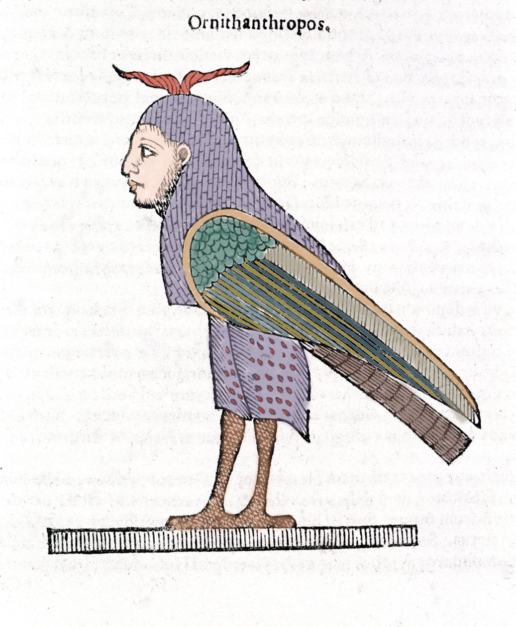 Ornithantropos. Madár emberi fejjel. Ulisse Aldrovandi "A szörnyek története" Bologna 1642 alkotó: Ulisse Aldrovandi