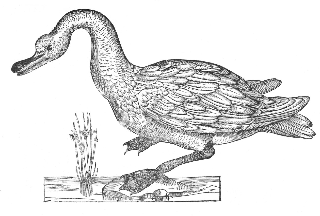 Ornithologiae hoc est de avibus historiae libri XII alkotó: Ulisse Aldrovandi
