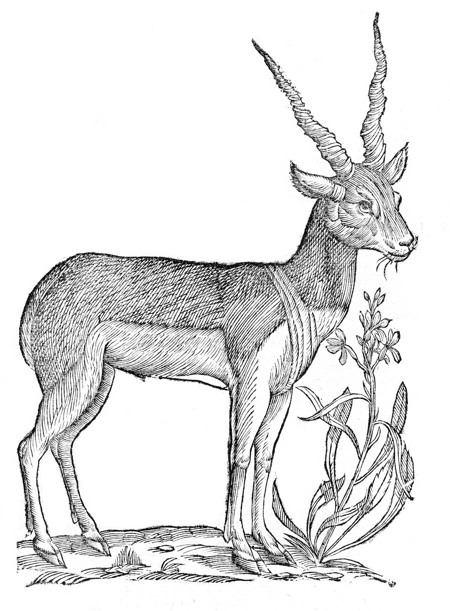 Quadrupedum omnium bisulcorum historia alkotó: Ulisse Aldrovandi