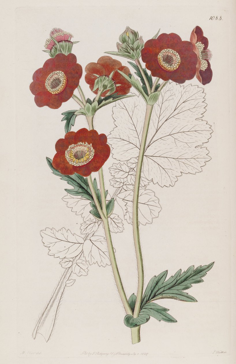Geum quellyon, mint Geum coccineum Lindl. alkotó: Unbekannt Unbekannt