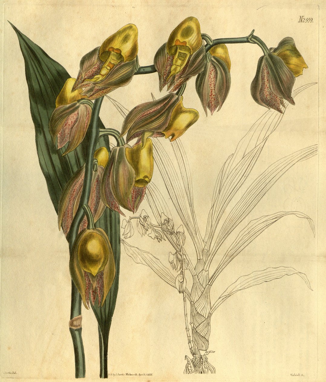 A Catasetum macrocarpum illusztrációja (mint syn. Catasetum tridentatum) alkotó: Unbekannt Unbekannt