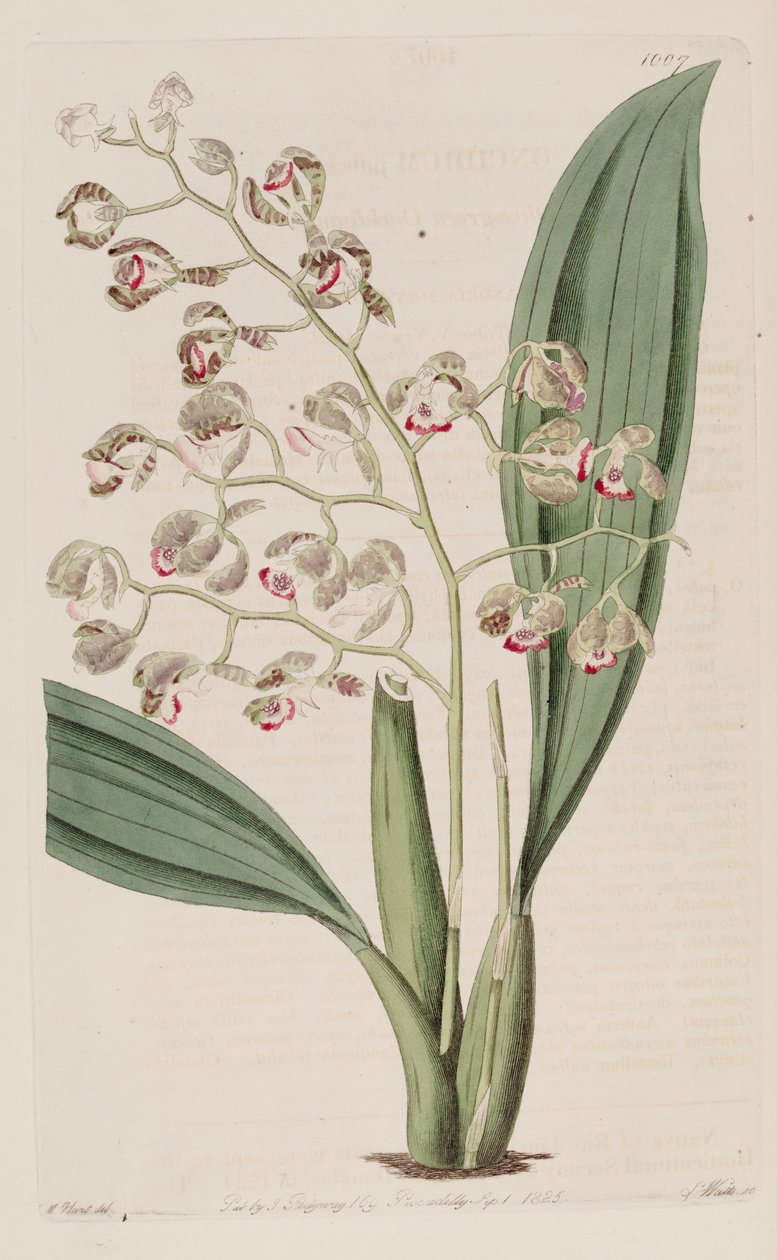 Illusztráció Oncidium pubes alkotó: Unbekannt Unbekannt