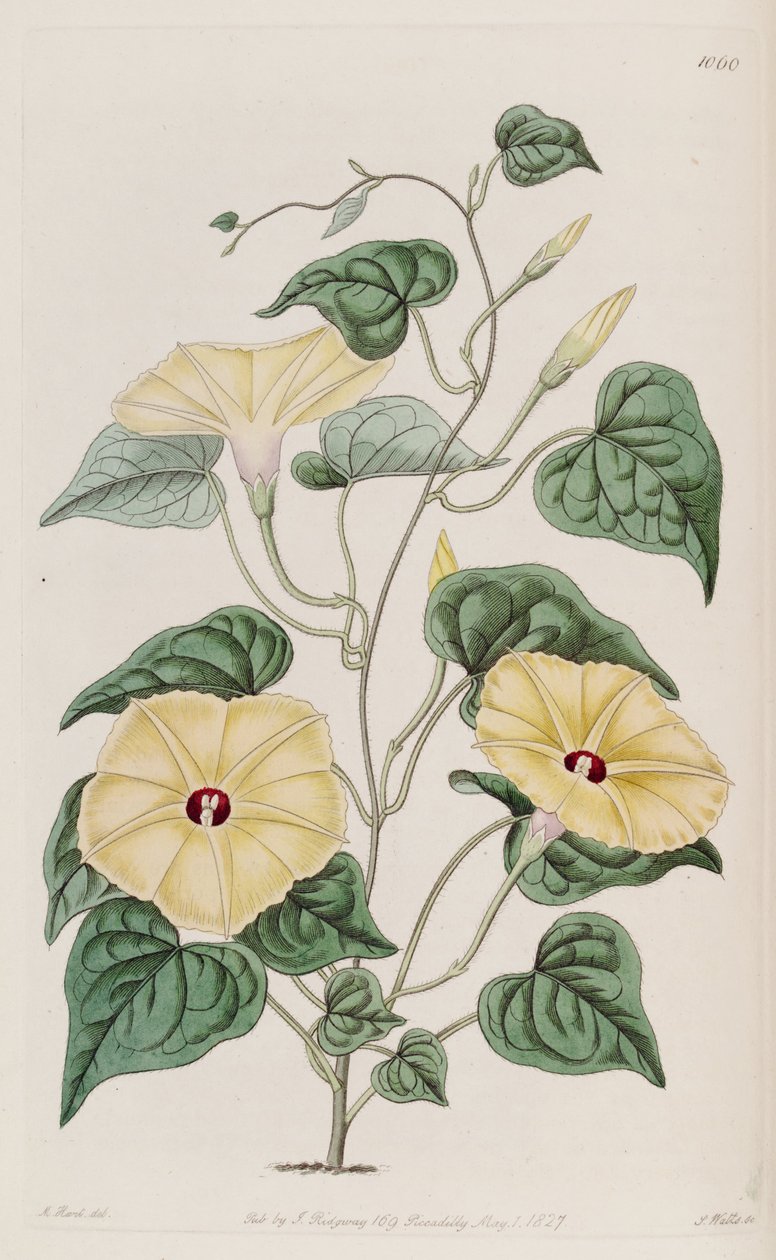 Ipomoea ochracea alkotó: Unbekannt Unbekannt