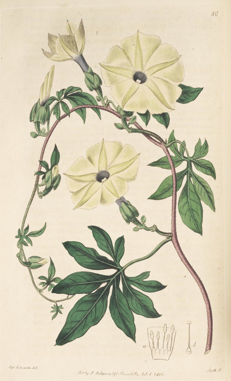 Ipomoea tuberculata alkotó: Unbekannt Unbekannt