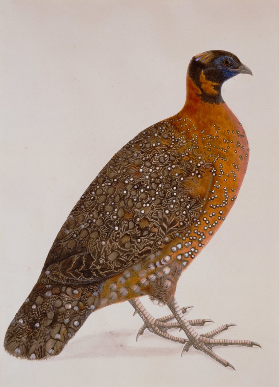 Készítő ismeretlen, India - bíbor szarvú fácán (Satyr Tragopan) alkotó: Unbekannt Unbekannt