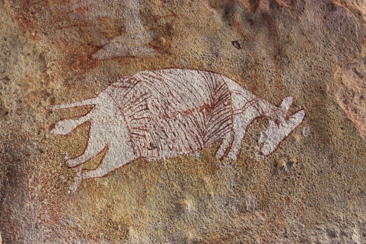 Vörös -fehér wallaby alkotó: Unbekannt Unbekannt
