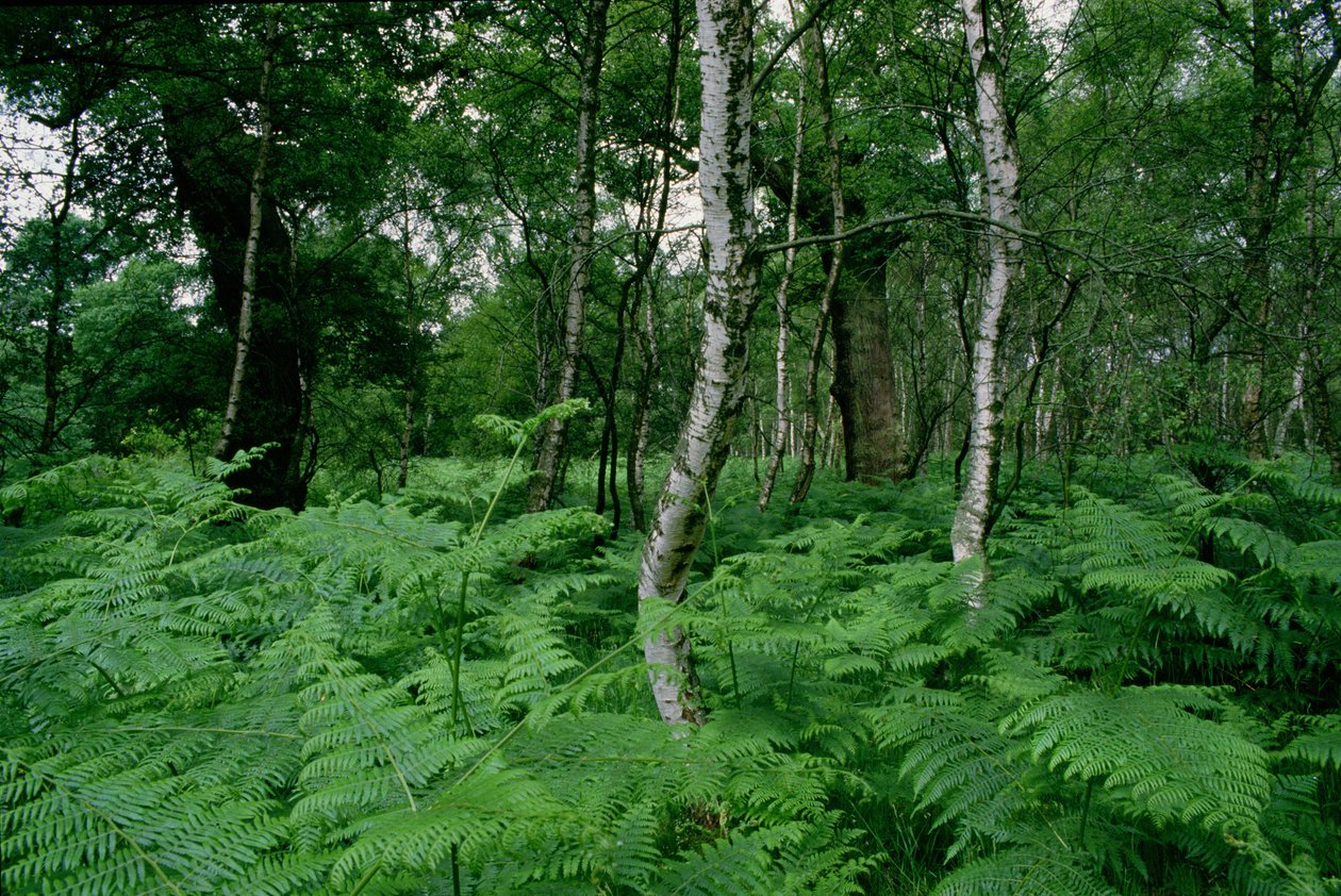 Ezüst nyírfák és páfrányok, Sherwood Forest alkotó: Unbekannt Unbekannt