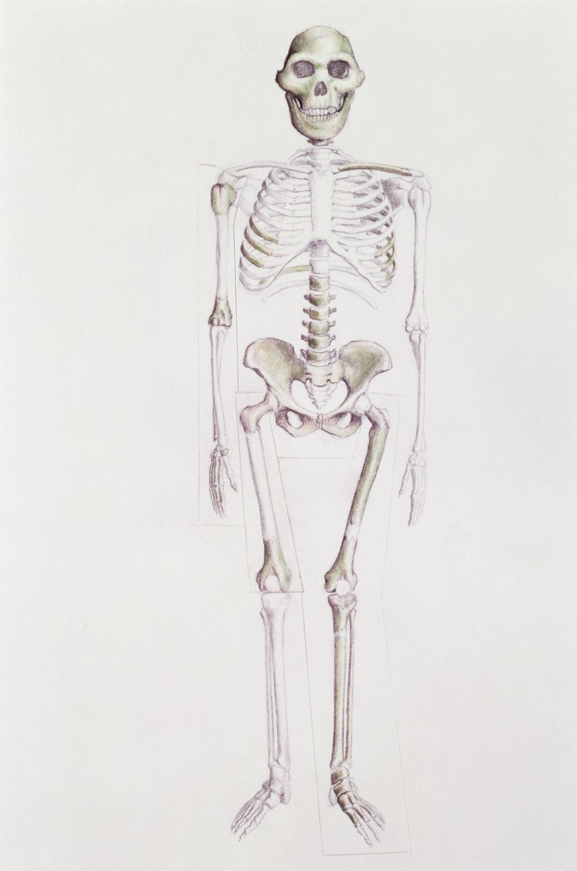 Az Australopithecus africanus csontváza alkotó: Unbekannt Unbekannt