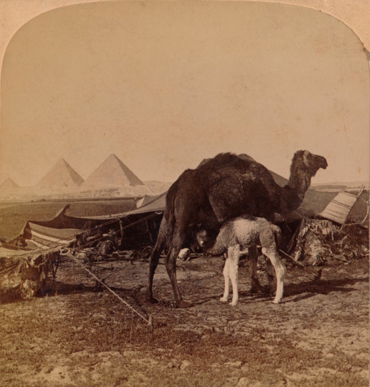 A sivatag babája, Egyiptom, 1896 alkotó: Unbekannt