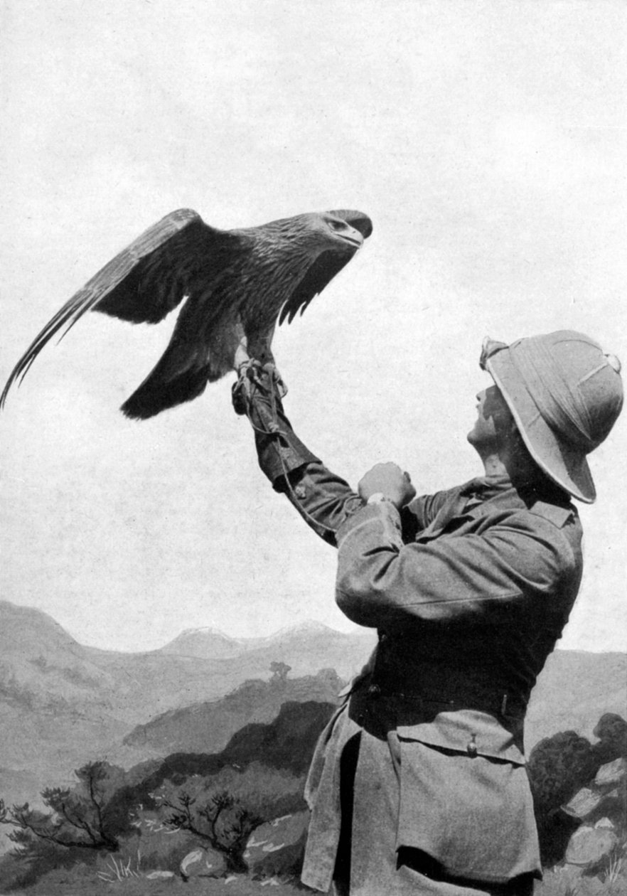 Brit tiszt szelídített arany sassal, Salonika, Görögország, Első világháború, 1914-1918, c1920 alkotó: Unbekannt