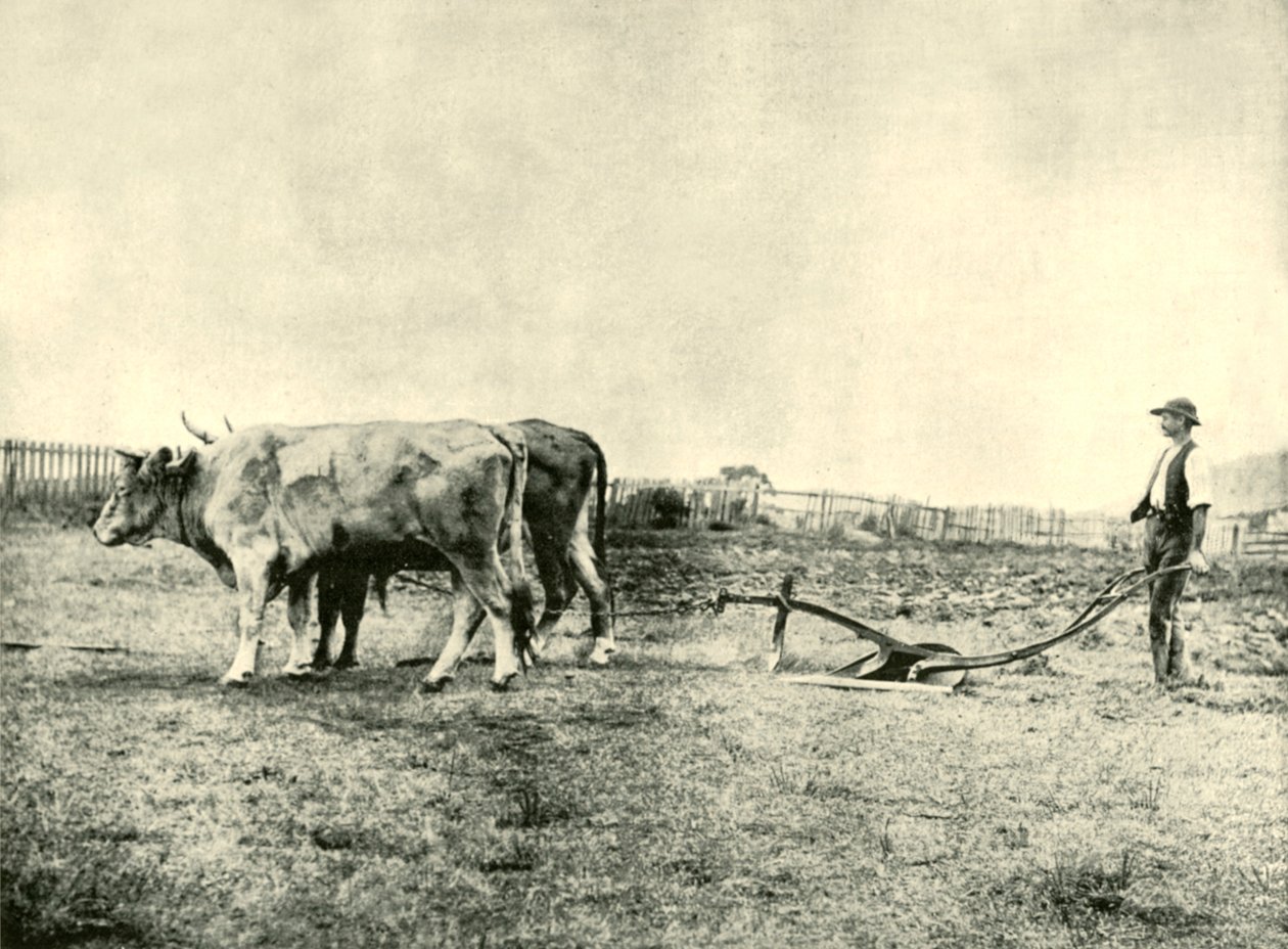 A Bullock Plough Team, 1901. alkotó: Unbekannt