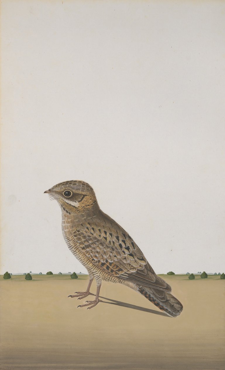 Egy közönséges indiai éjfélék Caprimulgus asiaticus, kb. 1780 alkotó: Unbekannt