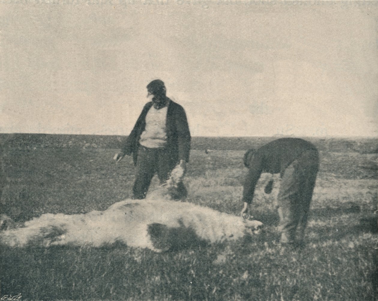 Egy döglött medve a Rénszarvas-szigeten 1893. augusztus 21., 1893. 1897. alkotó: Unbekannt