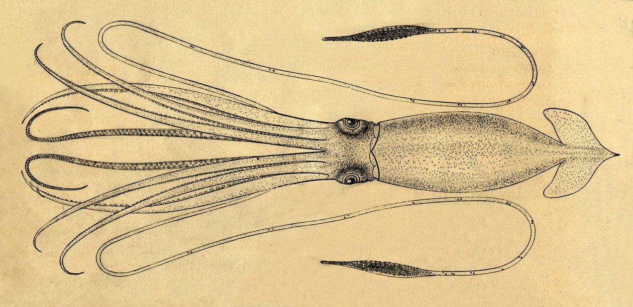 Az óriás tintahal diagramja, 1881. alkotó: Unbekannt