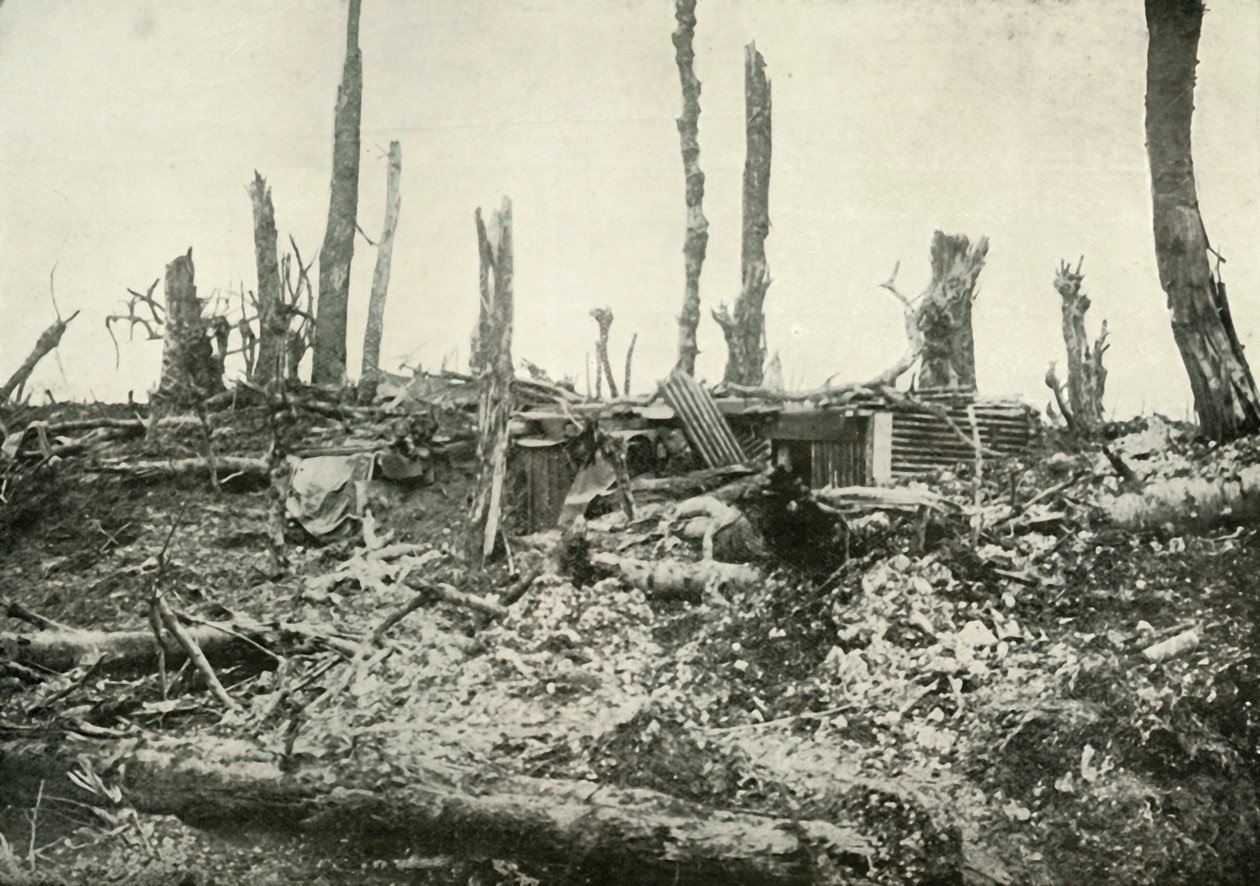 Kiásott az egykor Sylvan Woodban, 1919. alkotó: Unbekannt