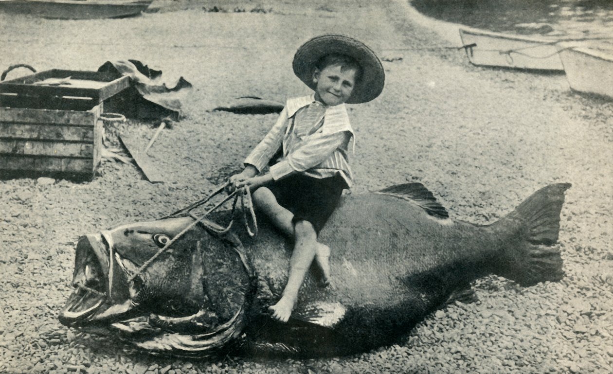 Egy Fishy Steed! - Fekete-tengeri sügér - súlya 363 font, 1901. alkotó: Unbekannt