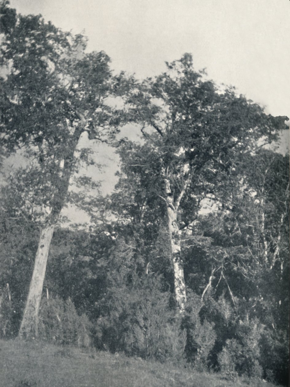 Antarktiszi bükkerdő Temucóban, 1911 alkotó: Unbekannt
