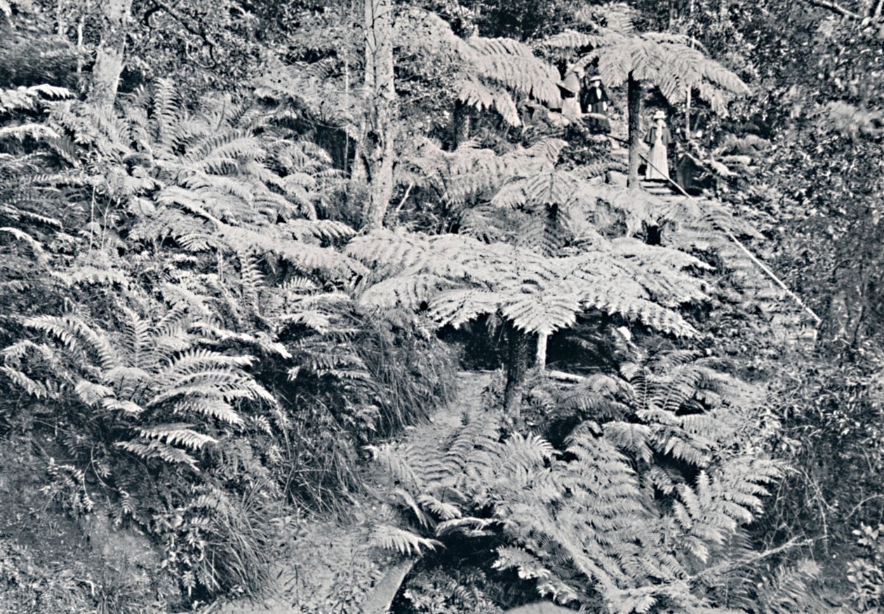Páfrányok erdeje, Leura, Kék-hegység, 1900. alkotó: Unbekannt