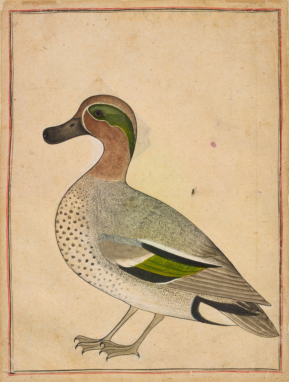 Egy zöldszárnyú kékeszöld, kb. 1730. alkotó: Unbekannt