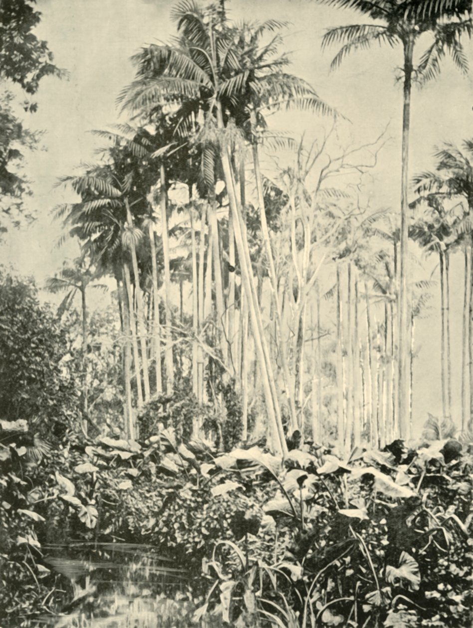Pálmaliget, 1901. alkotó: Unbekannt