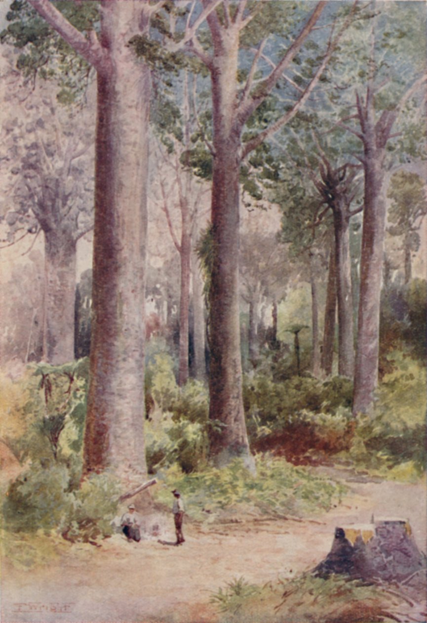 Kauri-erdő, 1923. alkotó: Unbekannt