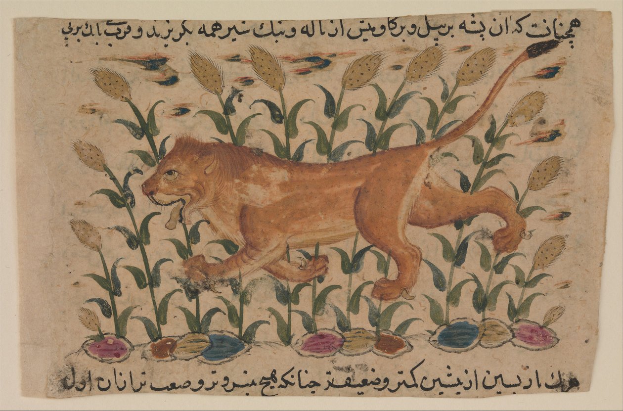 Oroszlán, folio Shahmardan ibn Abi