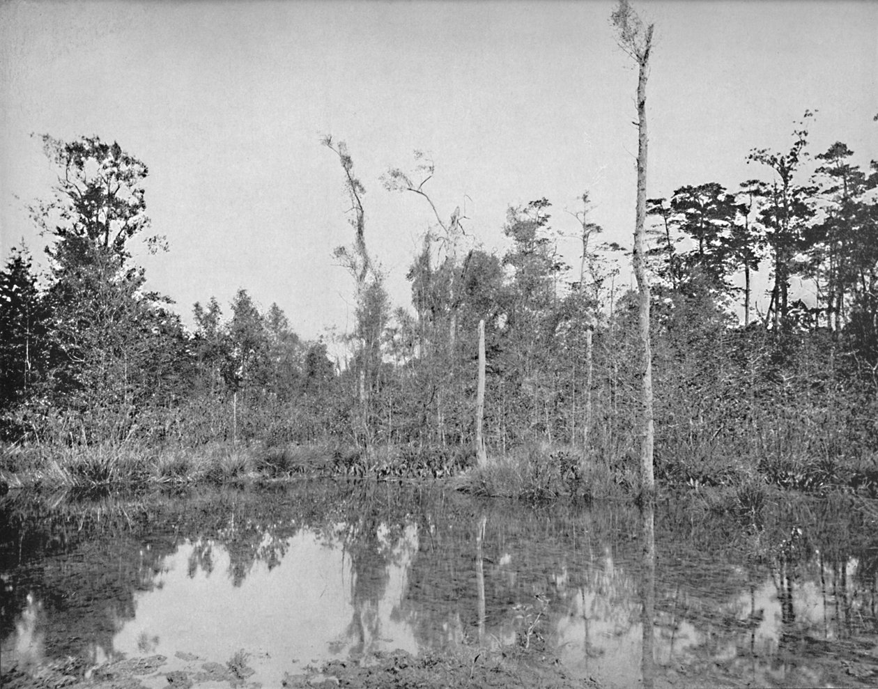 Egy louisianai mocsár, 1897. alkotó: Unbekannt