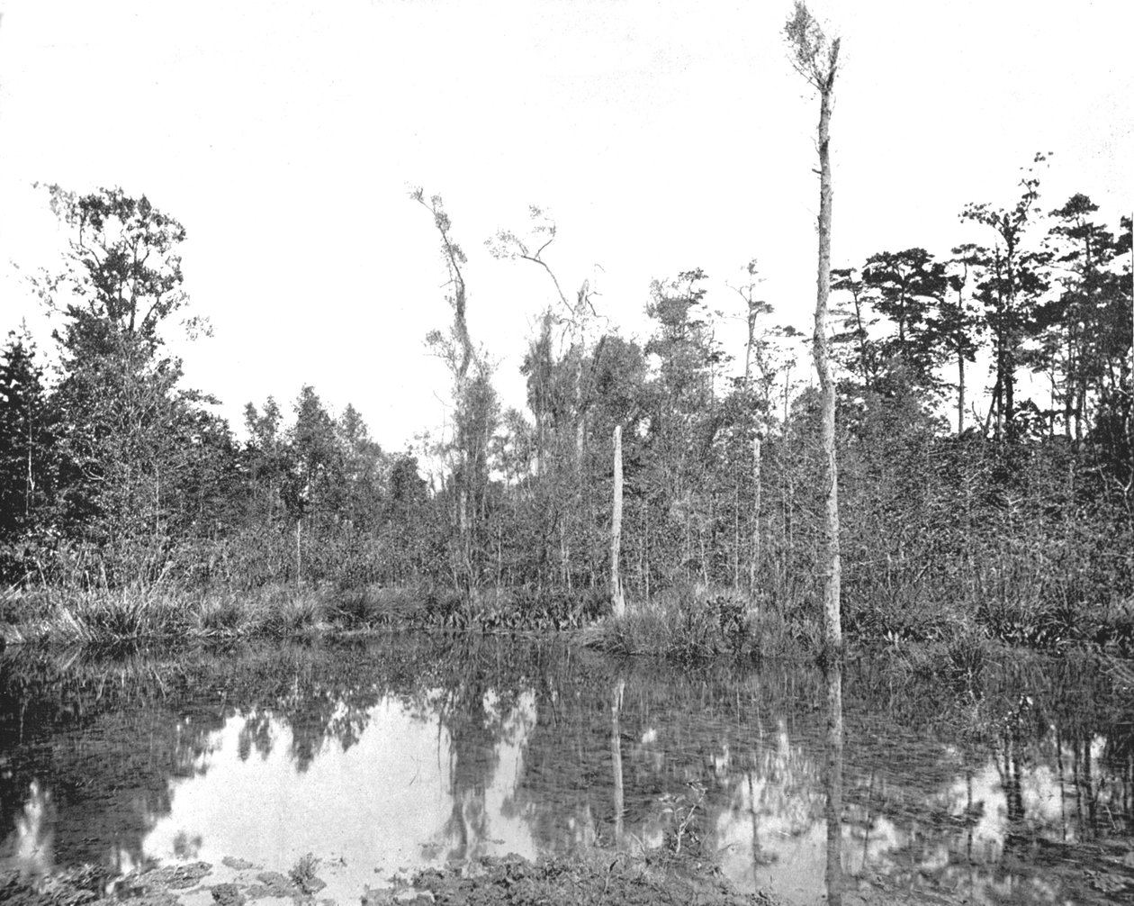Egy louisianai mocsár, USA, 1900. alkotó: Unbekannt