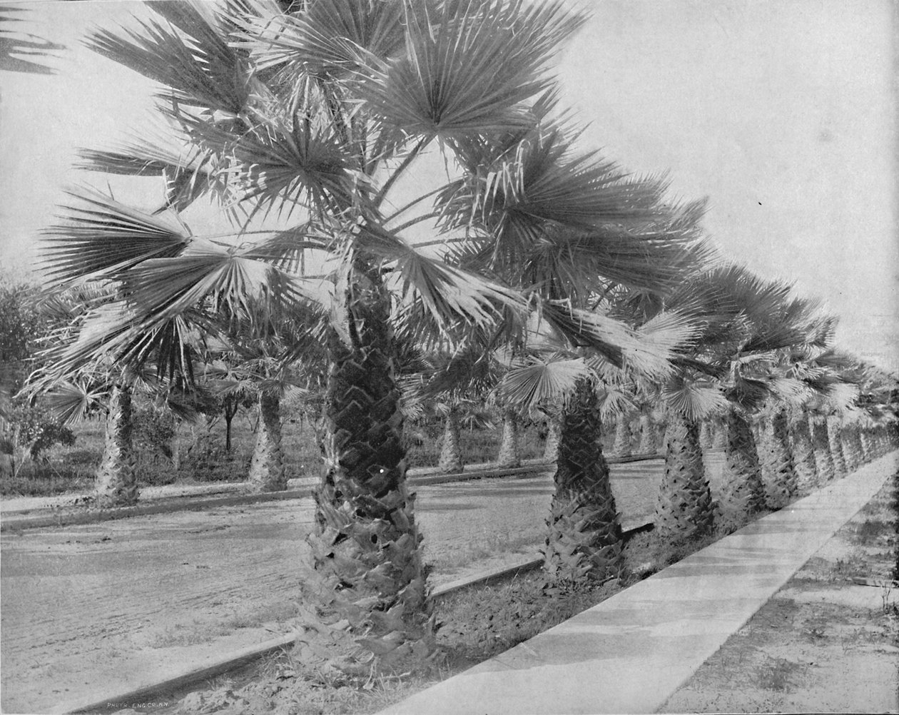 A Palm Avenue Los Angelesben, Cal., 1897. alkotó: Unbekannt