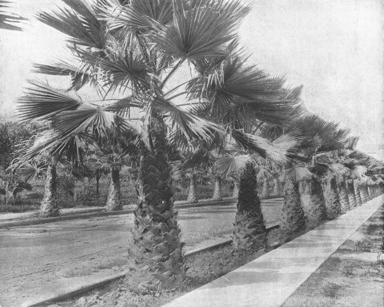 A Palm Avenue Los Angelesben, Kaliforniában, USA, 1900. alkotó: Unbekannt
