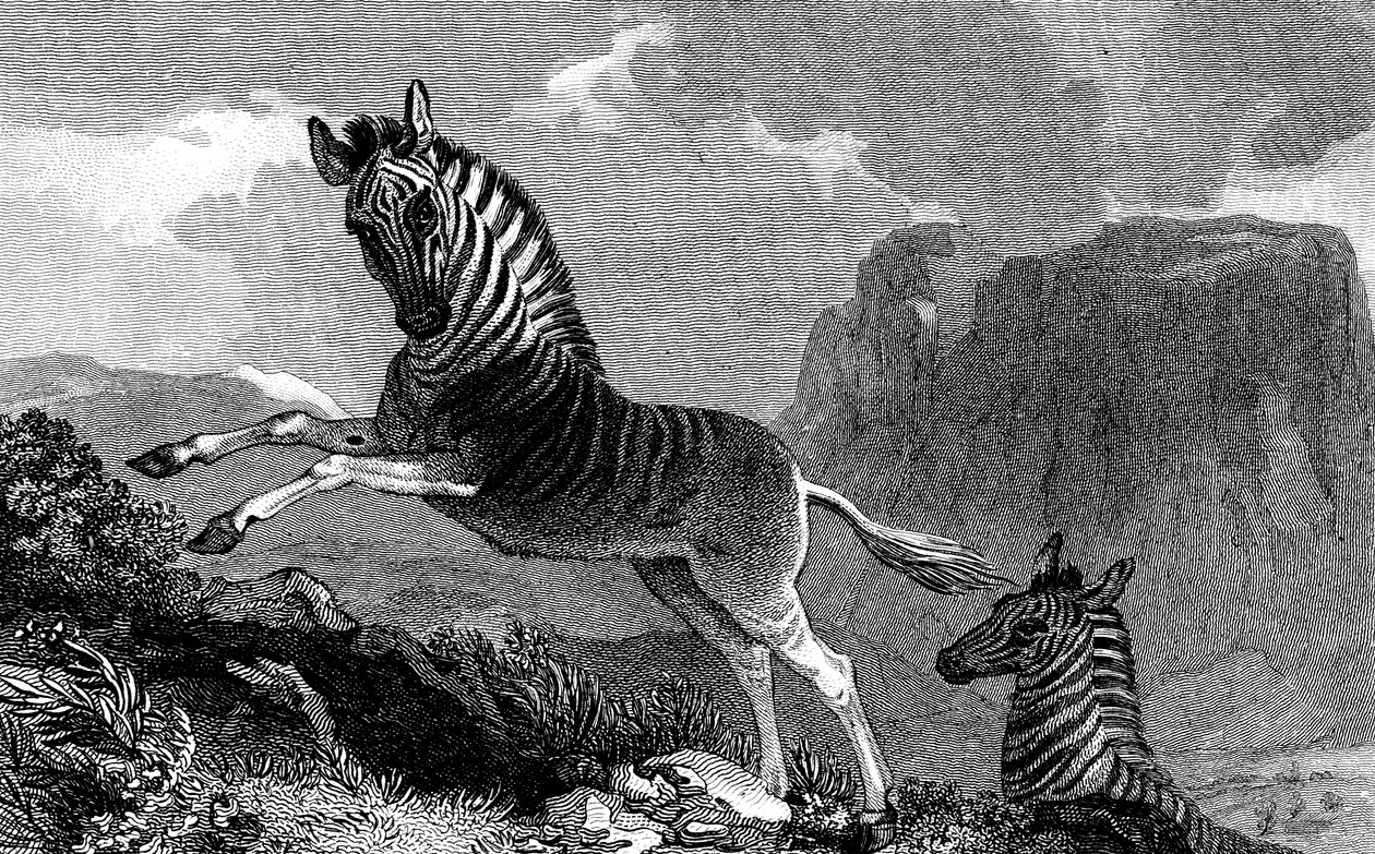 A Quagga, 1815 alkotó: Unbekannt