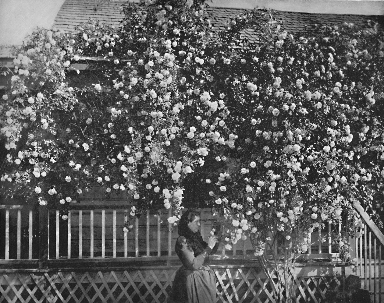 A Rose-Decked Home, Dél-Kalifornia, 1897. alkotó: Unbekannt