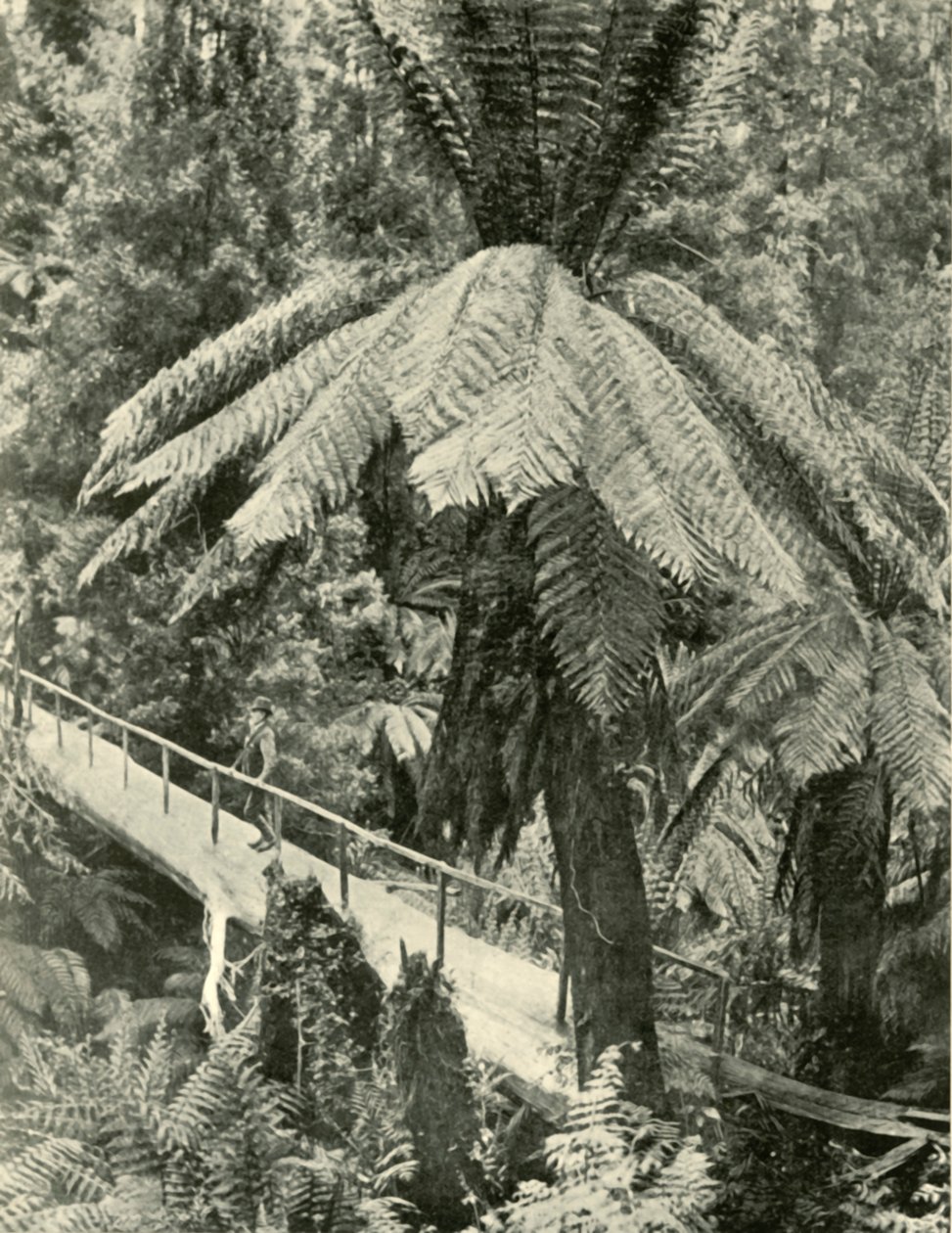 Rusztikus híd, 1901. alkotó: Unbekannt