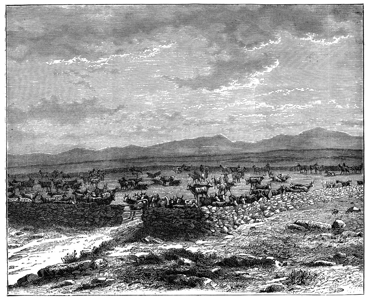 Dél-afrikai szarvasmarha kraal, 1890 alkotó: Unbekannt