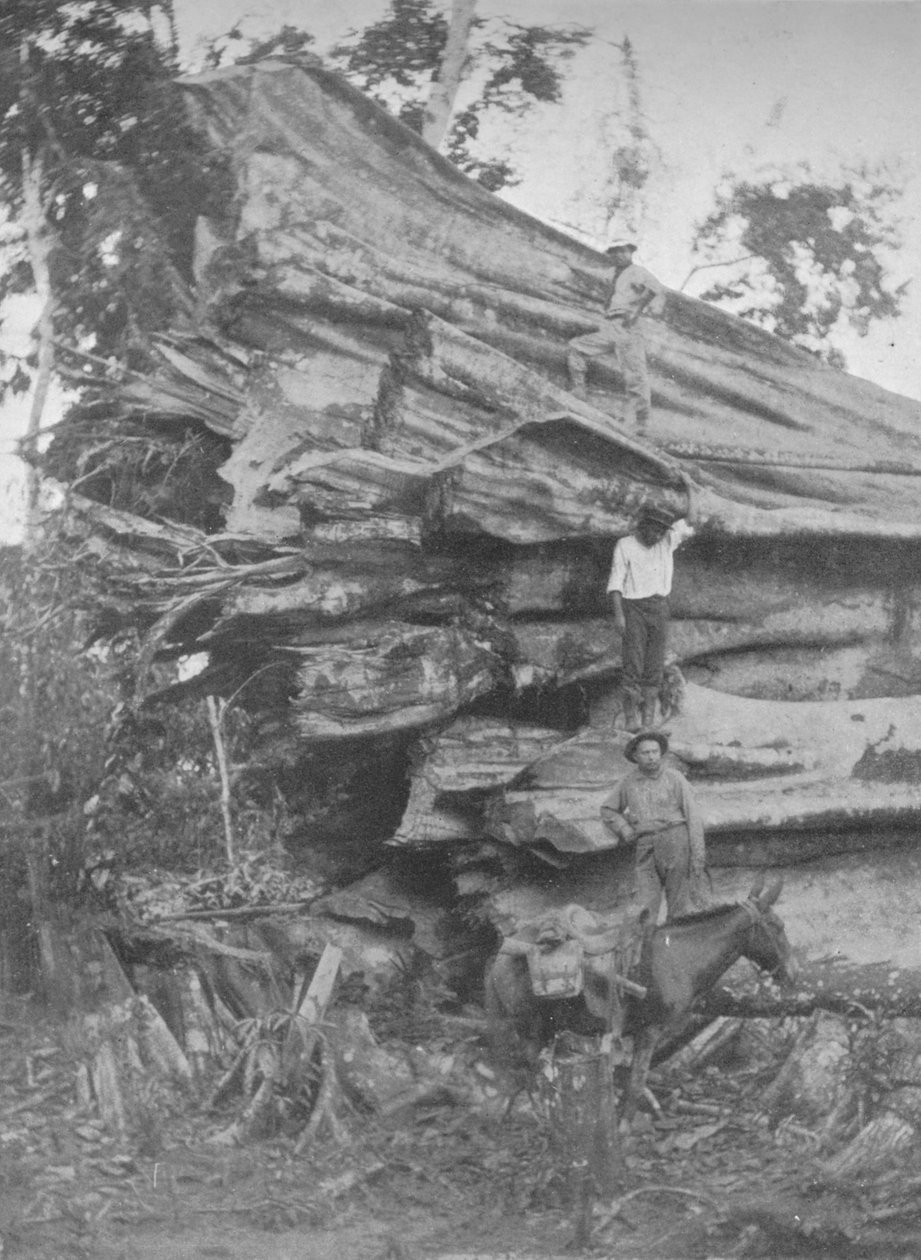 Egy kis brazil faanyag, 1914 alkotó: Unbekannt
