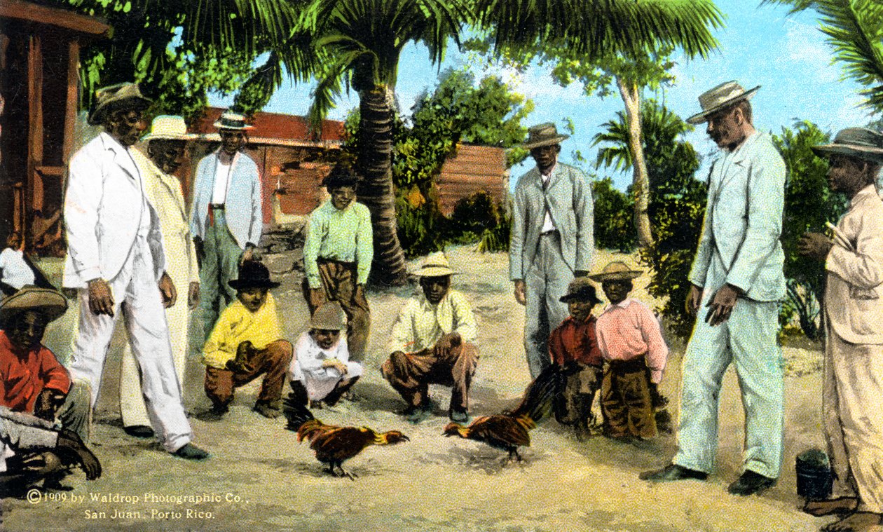 Kakasviadal, Puerto Rico, 1909 alkotó: Unbekannt